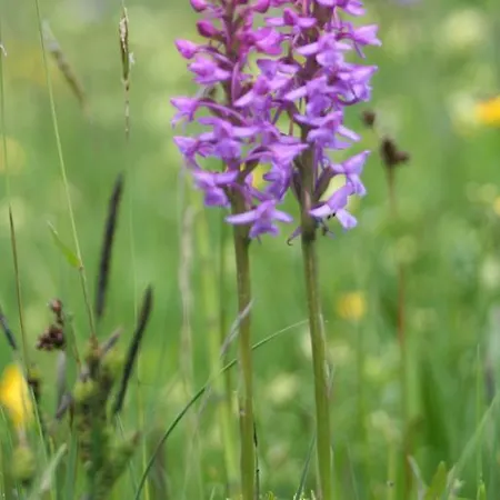 Altogold Swiss Holidays At Manor Farm 5* 인터라켄