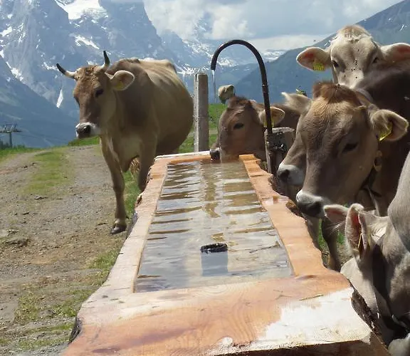 Ferienhaus Altogold Swiss Holidays At Manor Farm 5* Interlaken