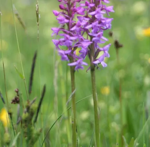 Altogold Swiss Holidays At Manor Farm 5* Interlaken