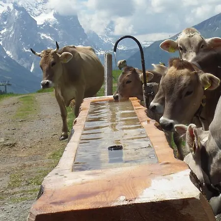Feriehus Altogold Swiss Holidays At Manor Farm 5* Interlaken